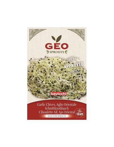 Czosnek - nasiona na kiełki GEO, certyfikowane, 5g, Bavicchi