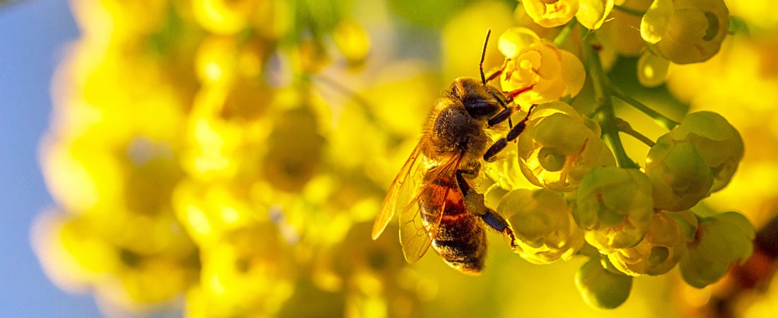 Pszczoły - małe stworzenia, ogromne znaczenie.